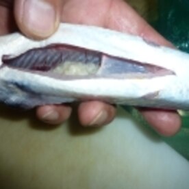 塩麹de旬トビウオの塩焼き レシピ 作り方 By Tententen48 楽天レシピ 塩麹de旬トビウオの塩焼き レシピ 作り方 By Tententen48 楽天レシピ